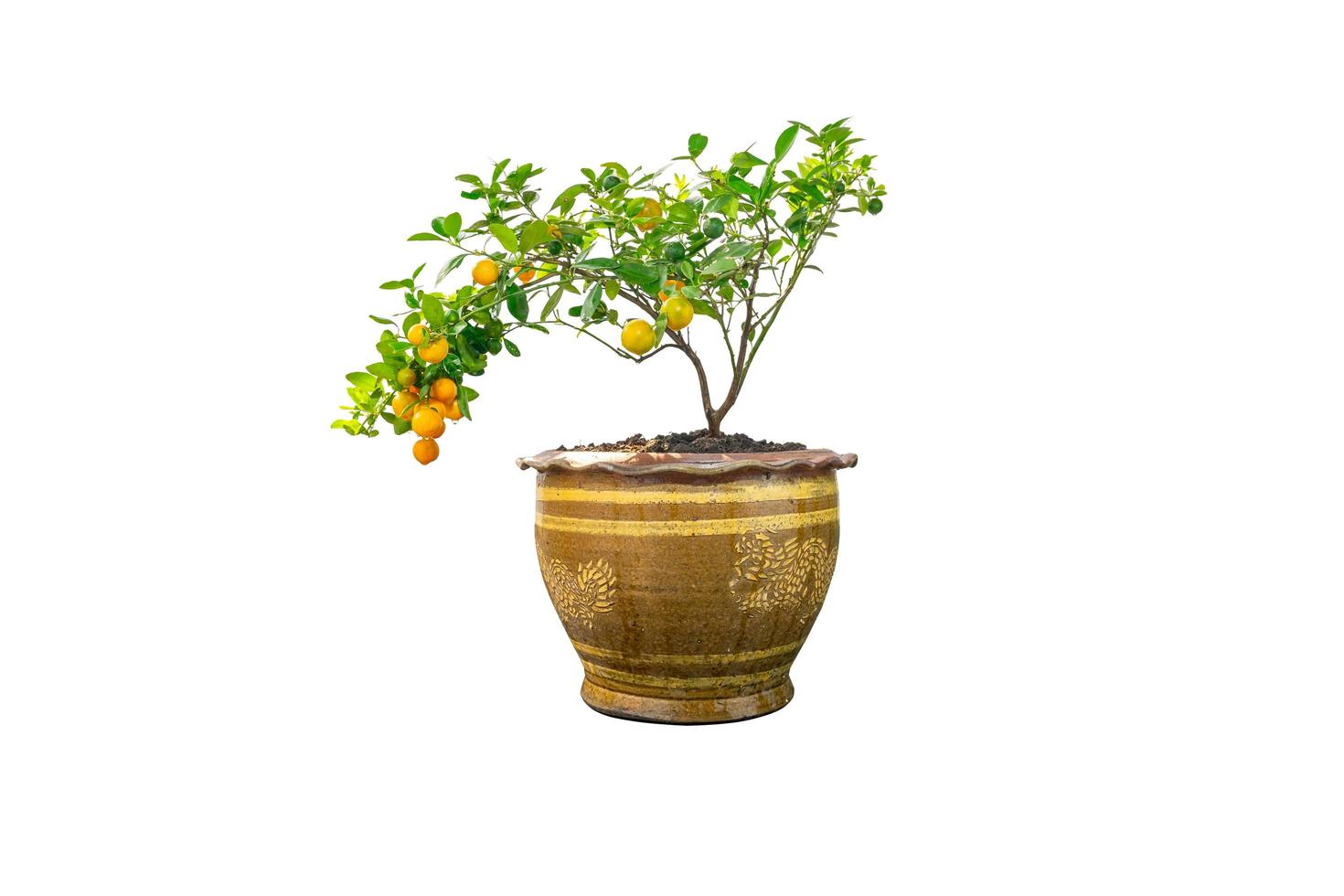 kumquat boom in een pot geïsoleerd op een witte achtergrond foto