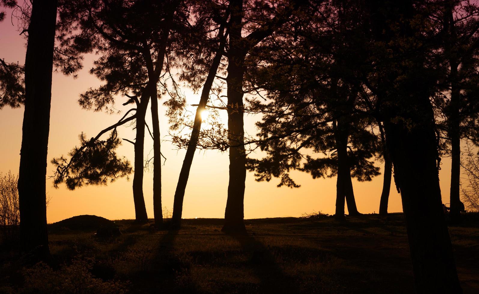 landschap met silhouetten van bomen met laagstaande zon foto