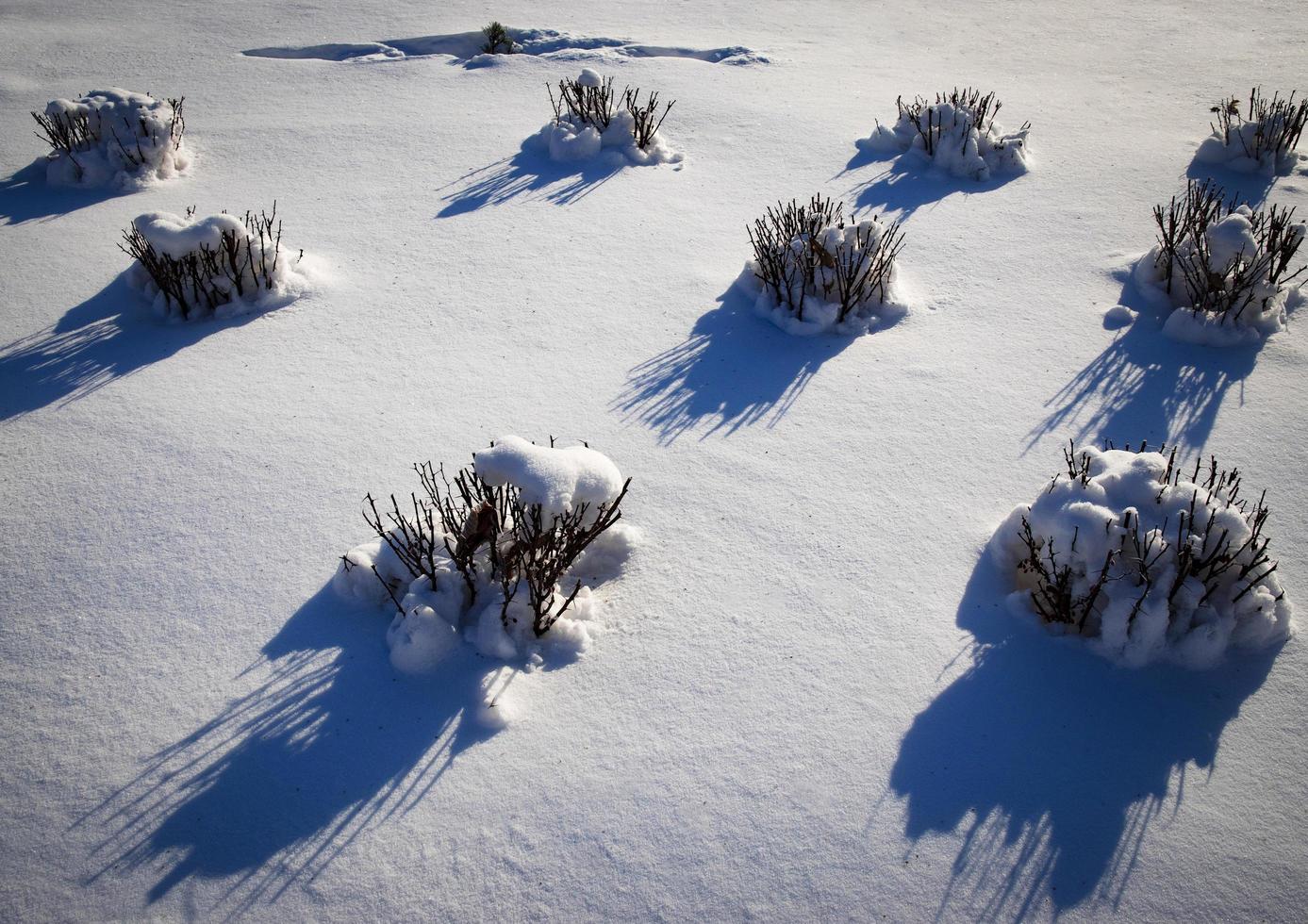 struiken bedekt met sneeuw foto