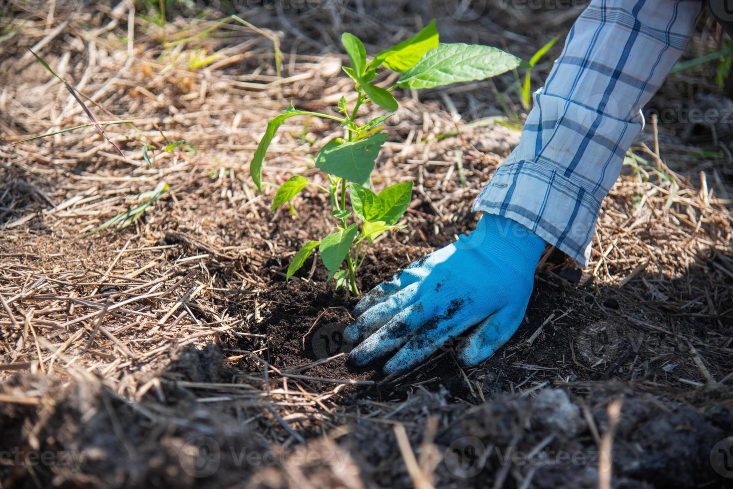 concept van hand- aanplant bomen neemt toe zuurstof en helpt verminderen globaal opwarming. foto