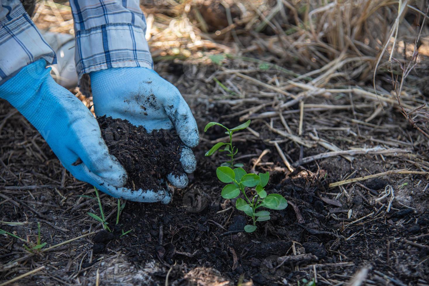 concept van hand- aanplant bomen neemt toe zuurstof en helpt verminderen globaal opwarming. foto