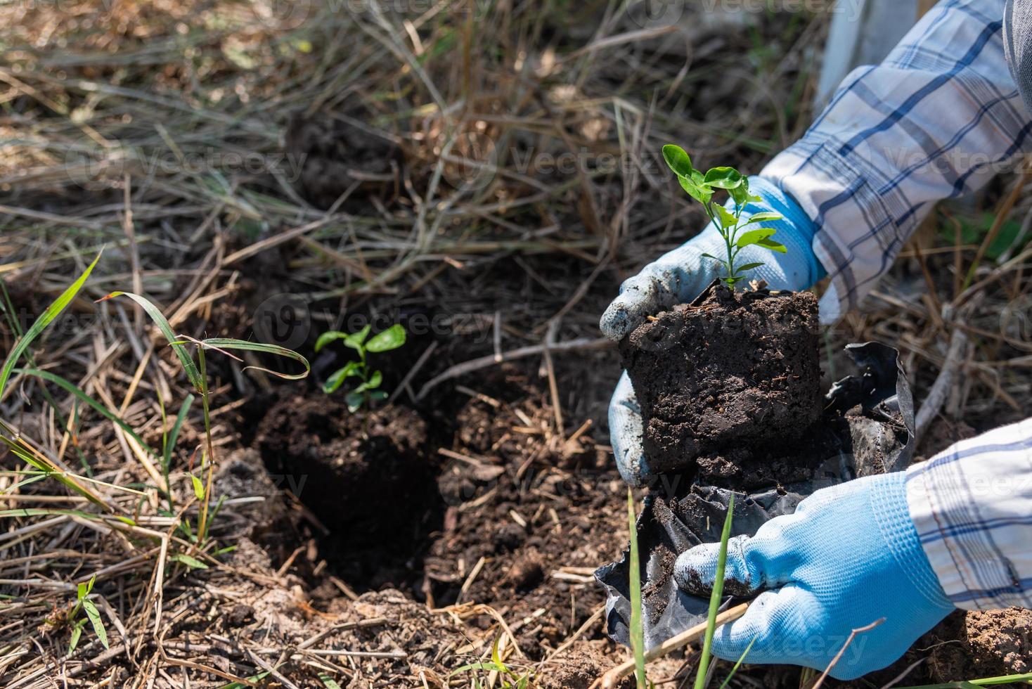 concept van hand- aanplant bomen neemt toe zuurstof en helpt verminderen globaal opwarming. foto