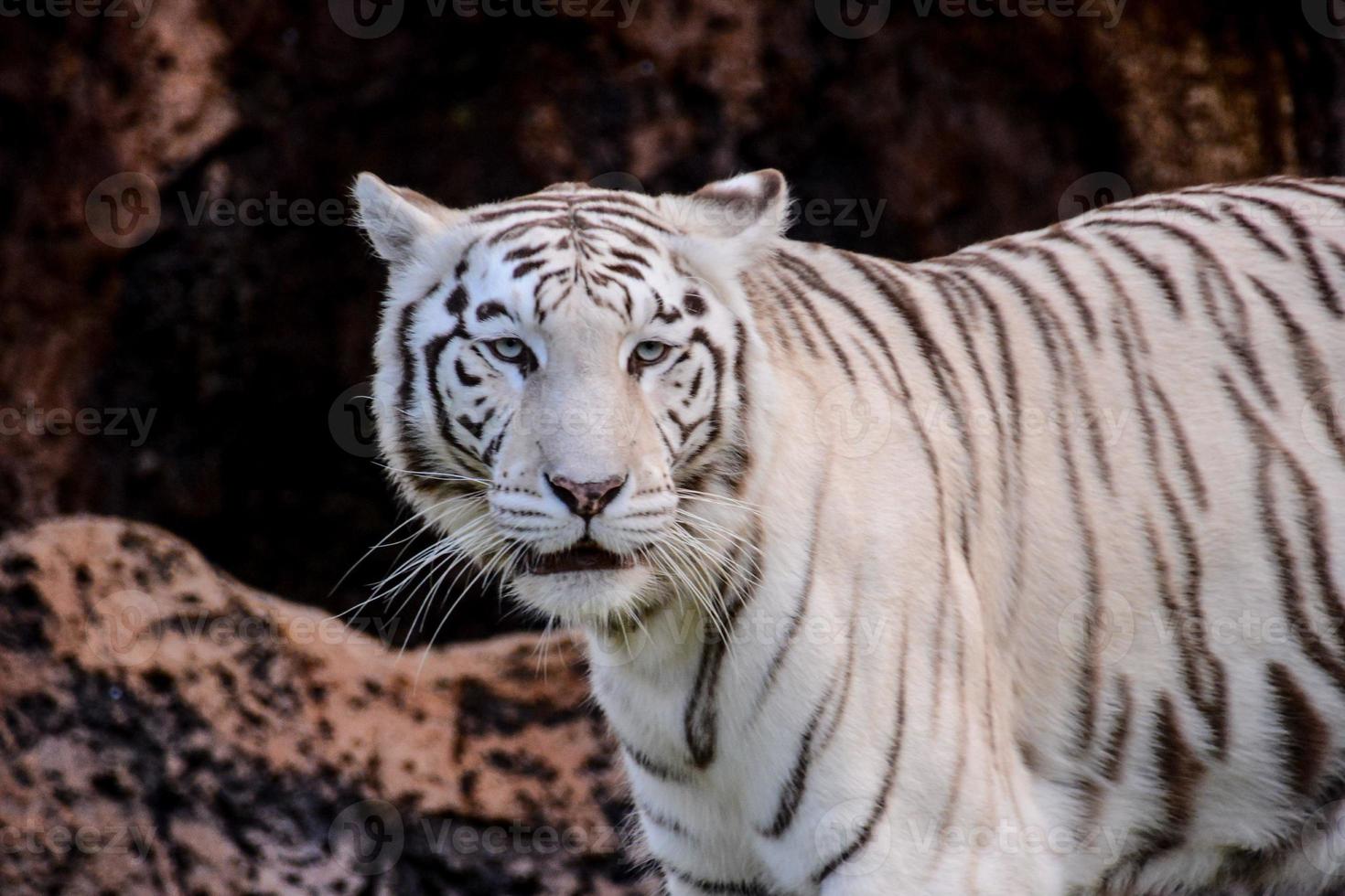 witte tijger in de dierentuin foto