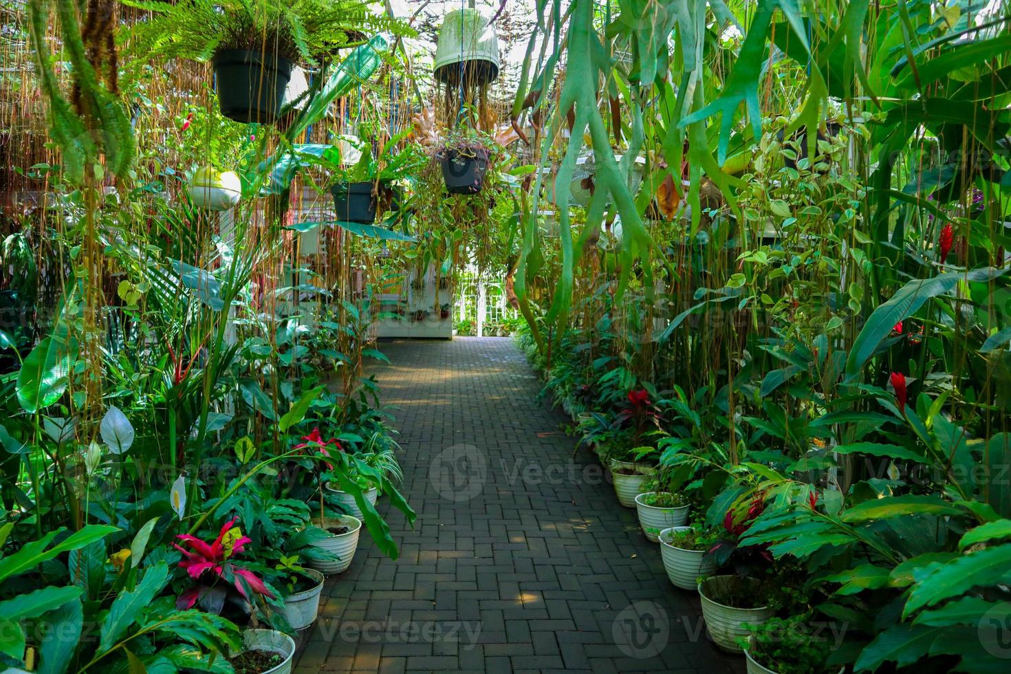 mooi tuin, binnen van een kas met ingemaakt planten en decoratief gras foto