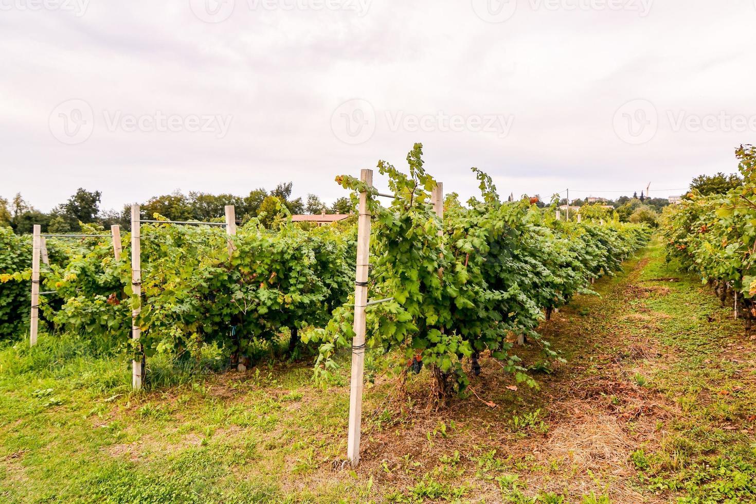 wijngaard in de platteland foto