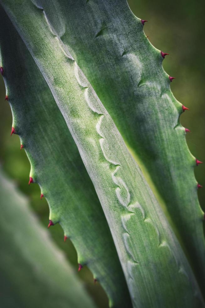 detail van agave bladeren foto