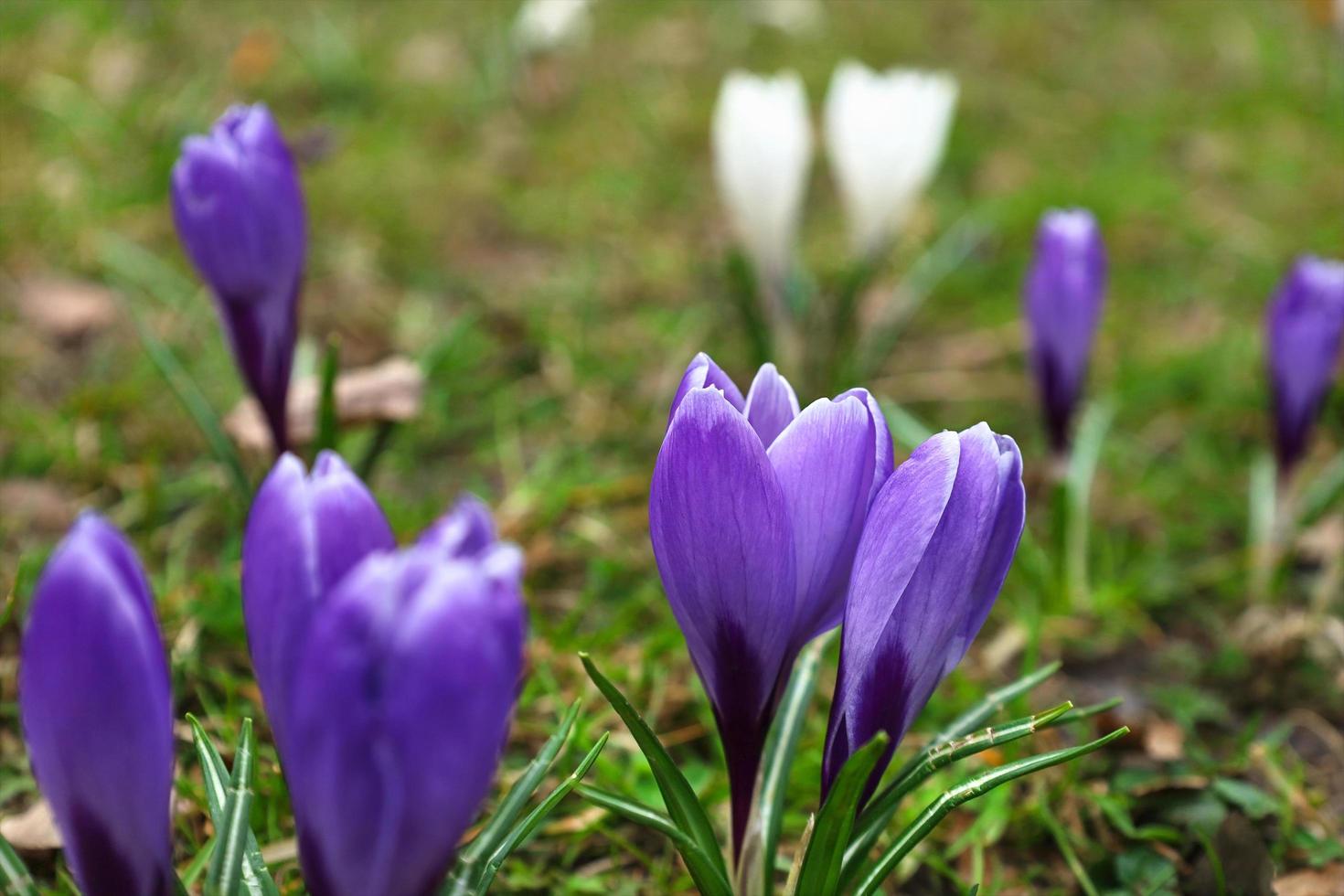 groen voorjaar weide vol van paars en wit krokussen, detailopname Purper krokus, selectief focus. krokus bekend net zo saffraan. lente natuurlijk buitenshuis achtergrond. vroeg voorjaar bloemen inheems in Europa. foto