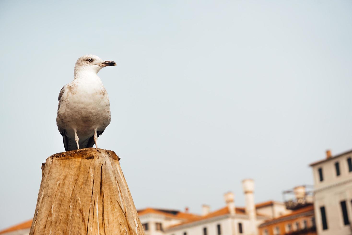 een zeemeeuwvogel zit op een blok hout tegen de achtergrond van Venetiaanse huizen foto