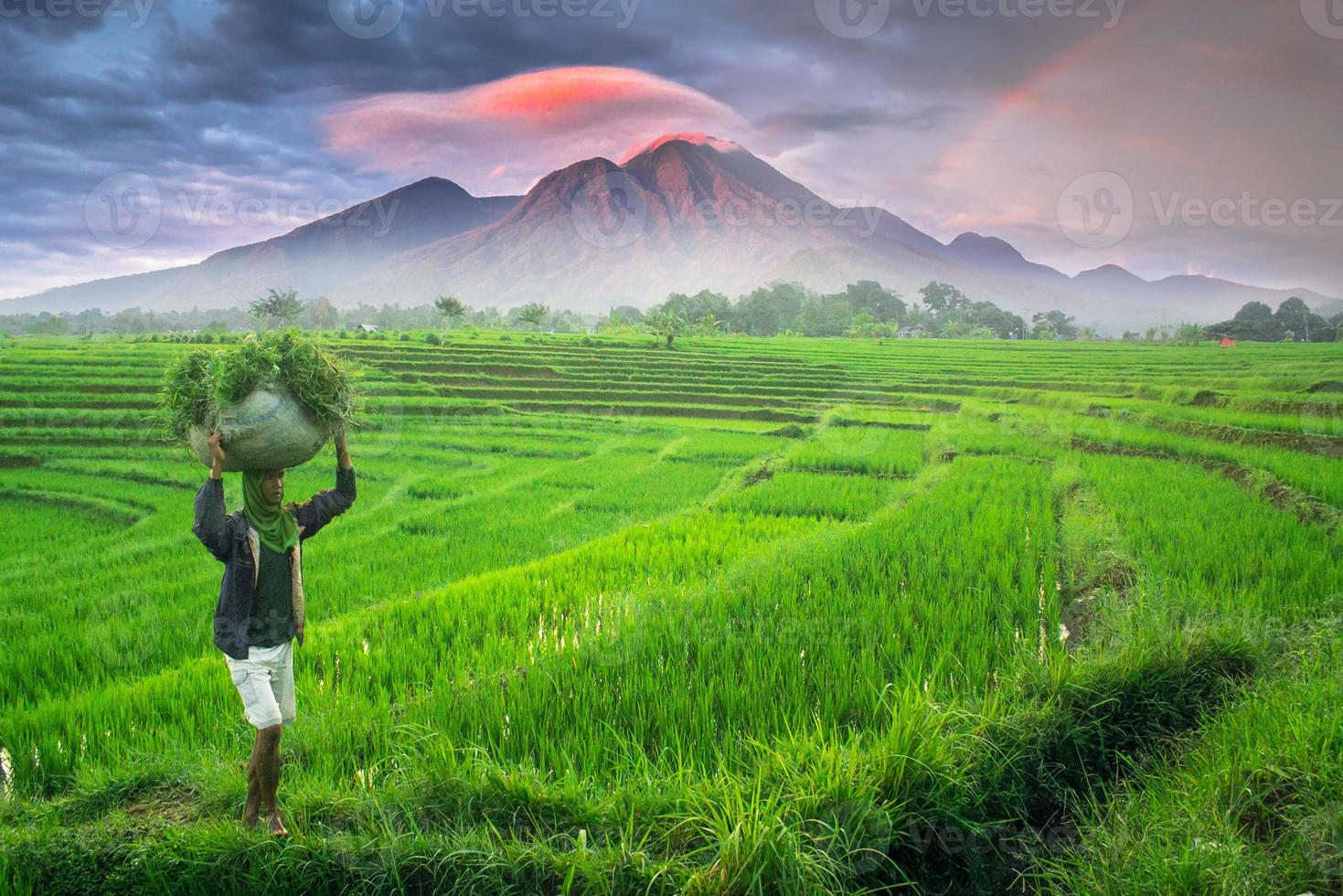 mooi ochtend- visie Indonesië. panorama landschap rijstveld velden met schoonheid kleur en lucht natuurlijk licht foto