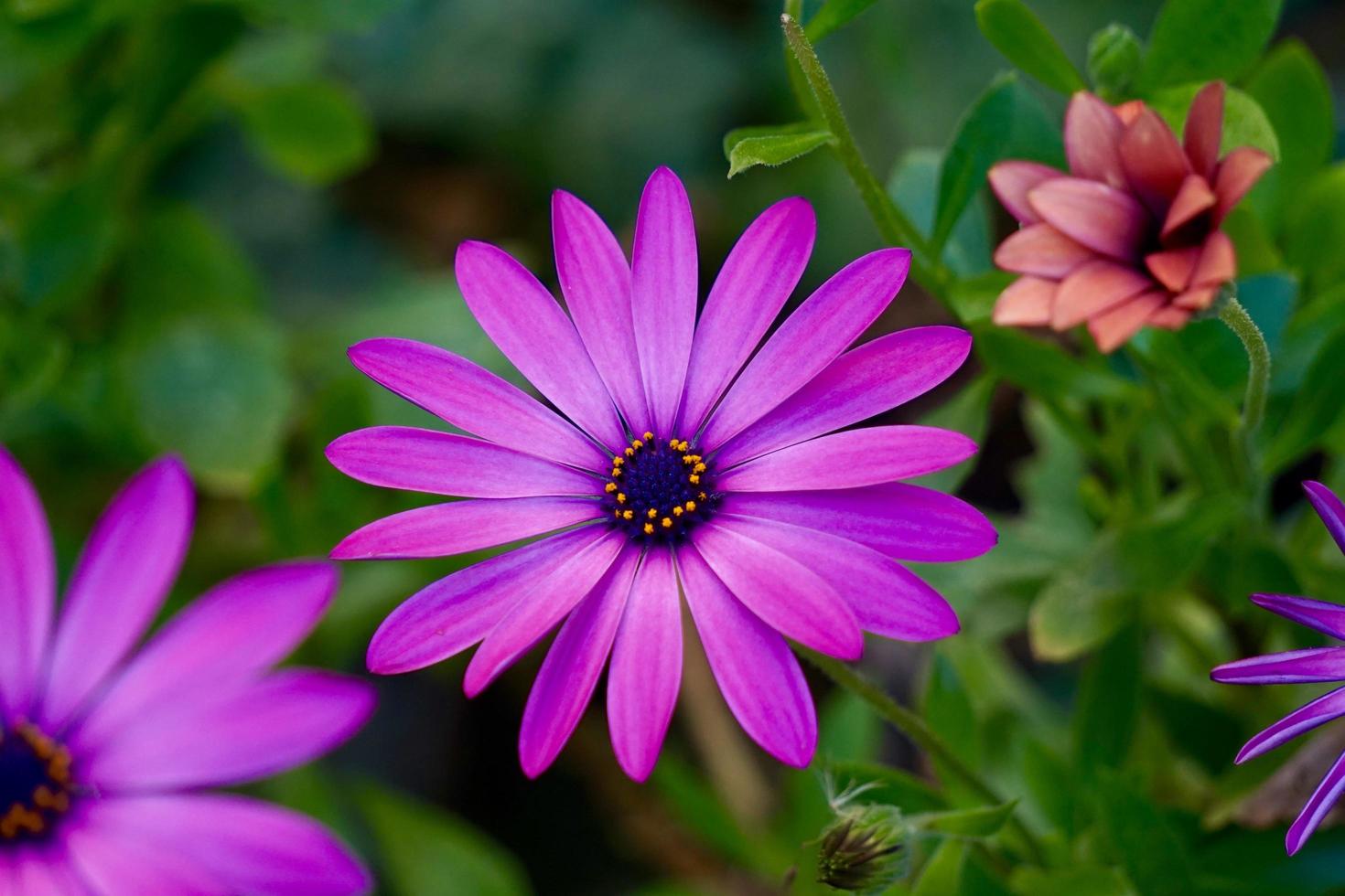 roze bloemen in de tuin in het voorjaar foto