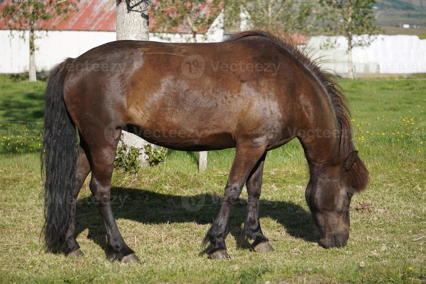 donker bruin paard Aan weiland aan het eten gras - kant visie foto