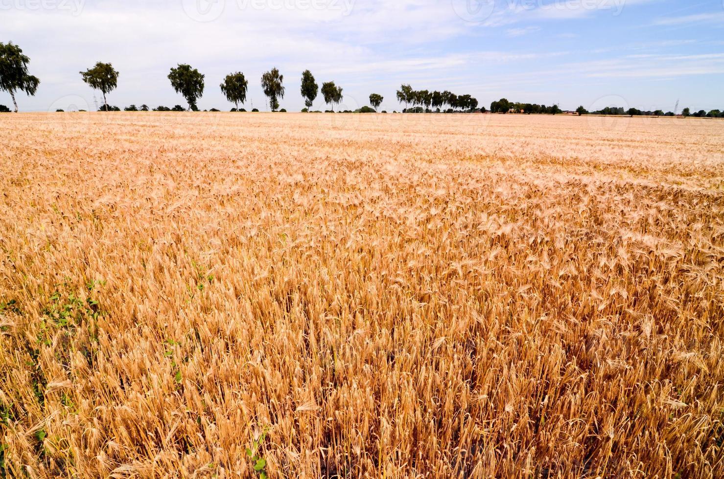 visie van de veld- foto