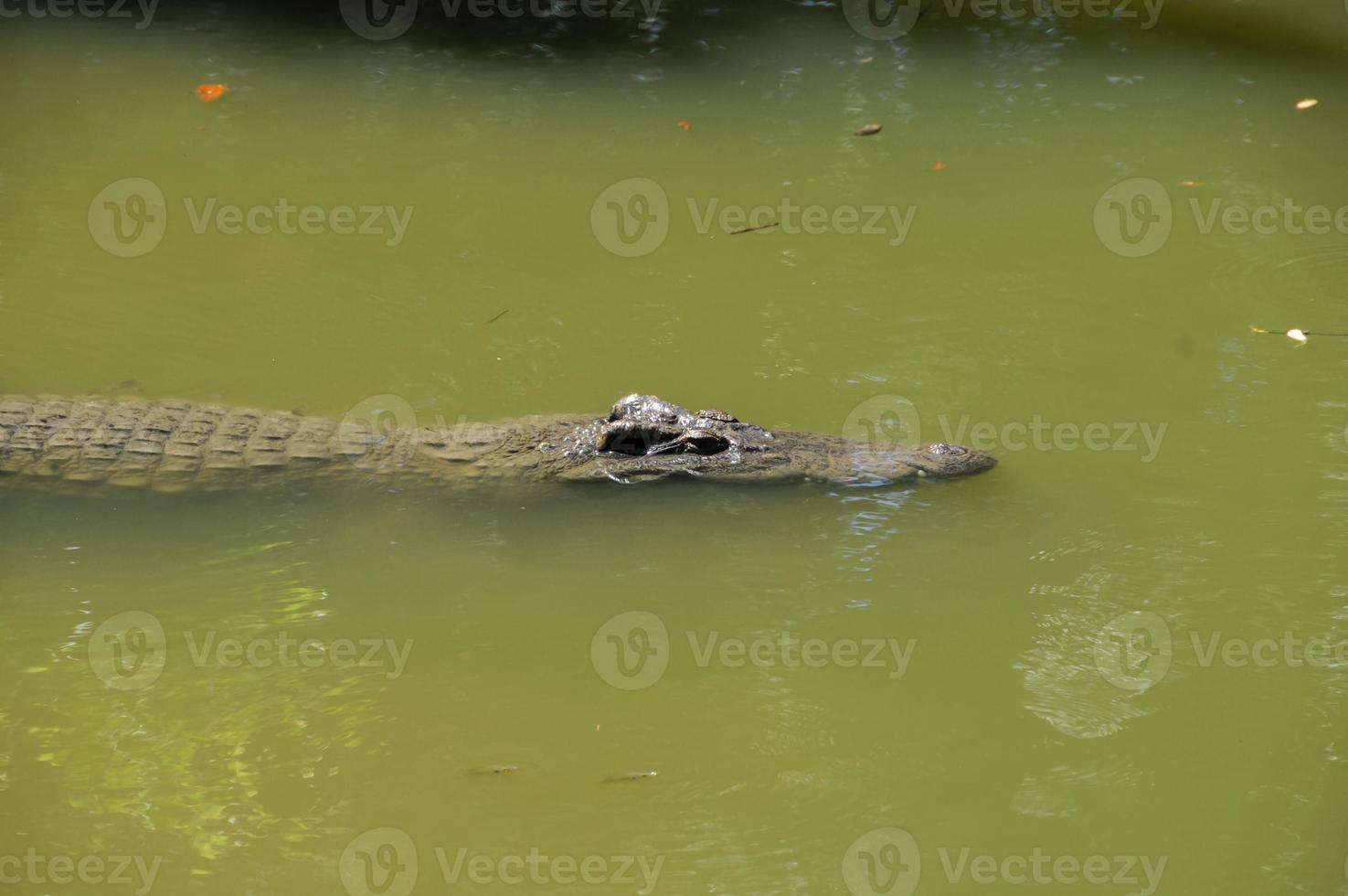 krokodil in de meer foto