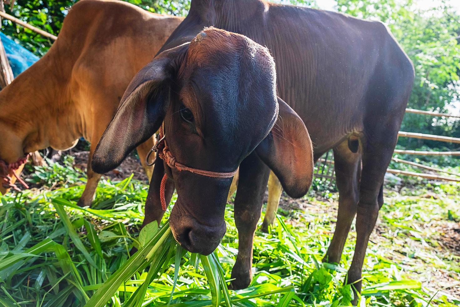 twee kalveren die gras eten foto