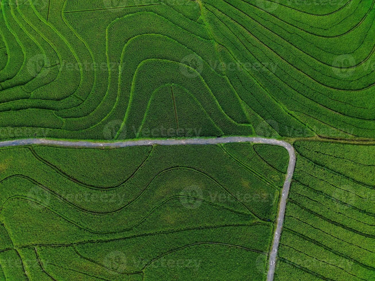 antenne visie van groen rijst- terrassen in Indonesië foto
