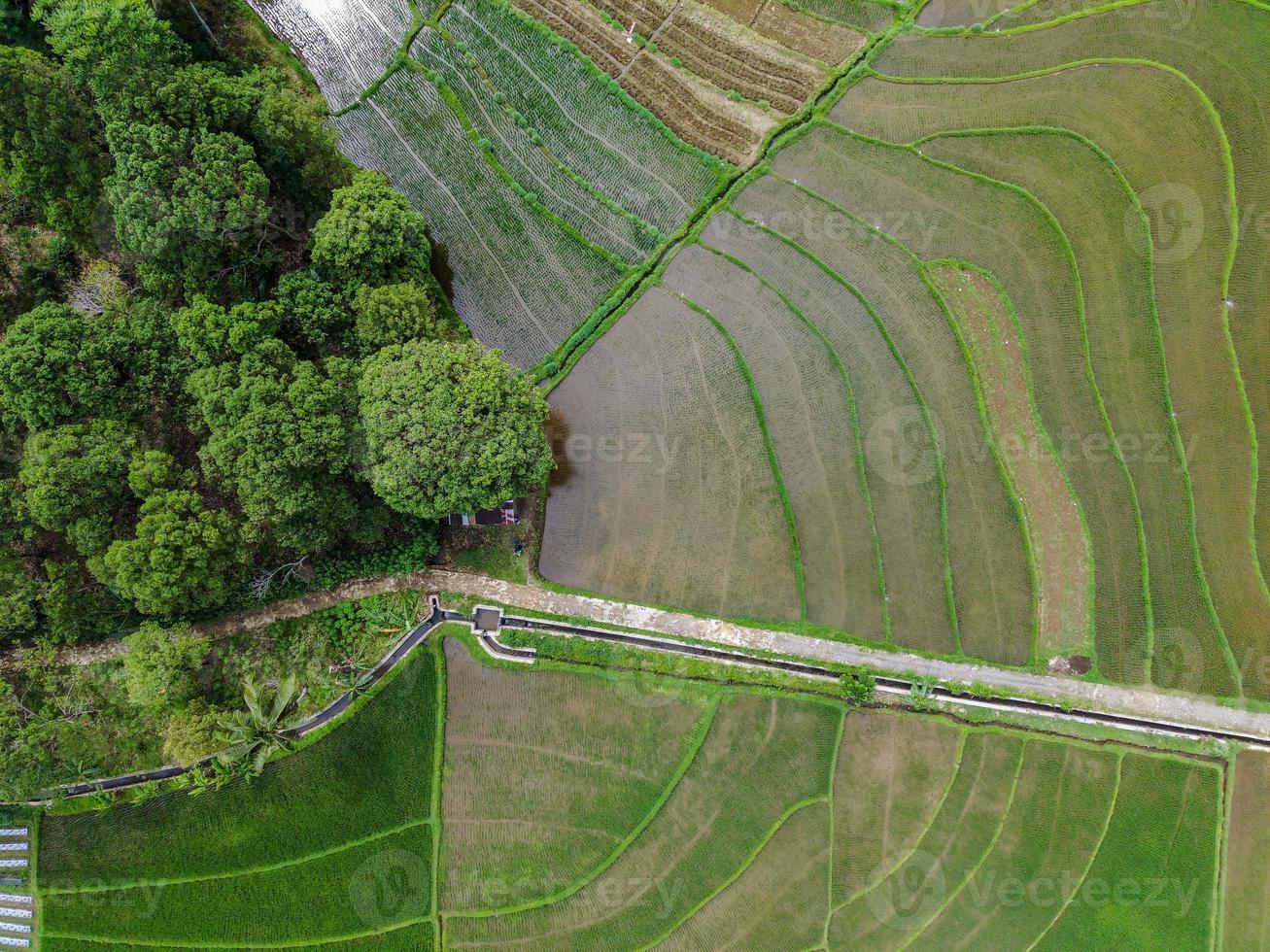 antenne visie van groen rijst- terrassen in Indonesië foto