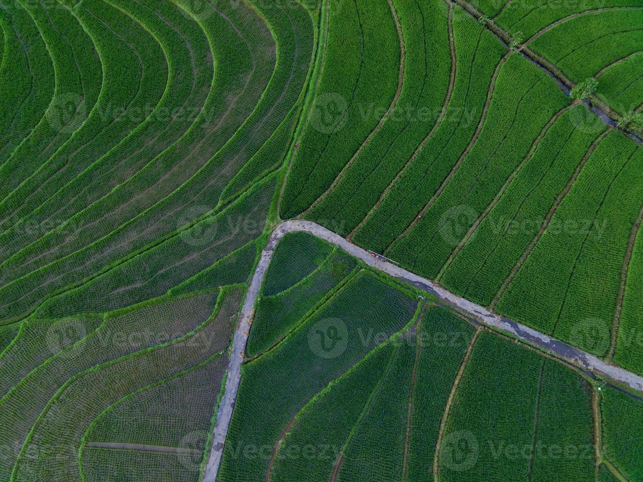 antenne visie van groen rijst- terrassen in Indonesië foto