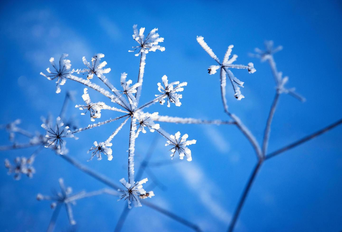 detail van ijs op een plant foto