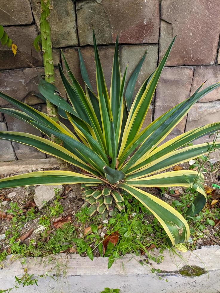 een dichtbij omhoog van agave americana fabriek foto