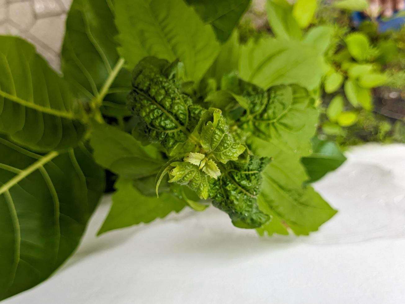 een dichtbij omhoog van patchouli bladeren foto