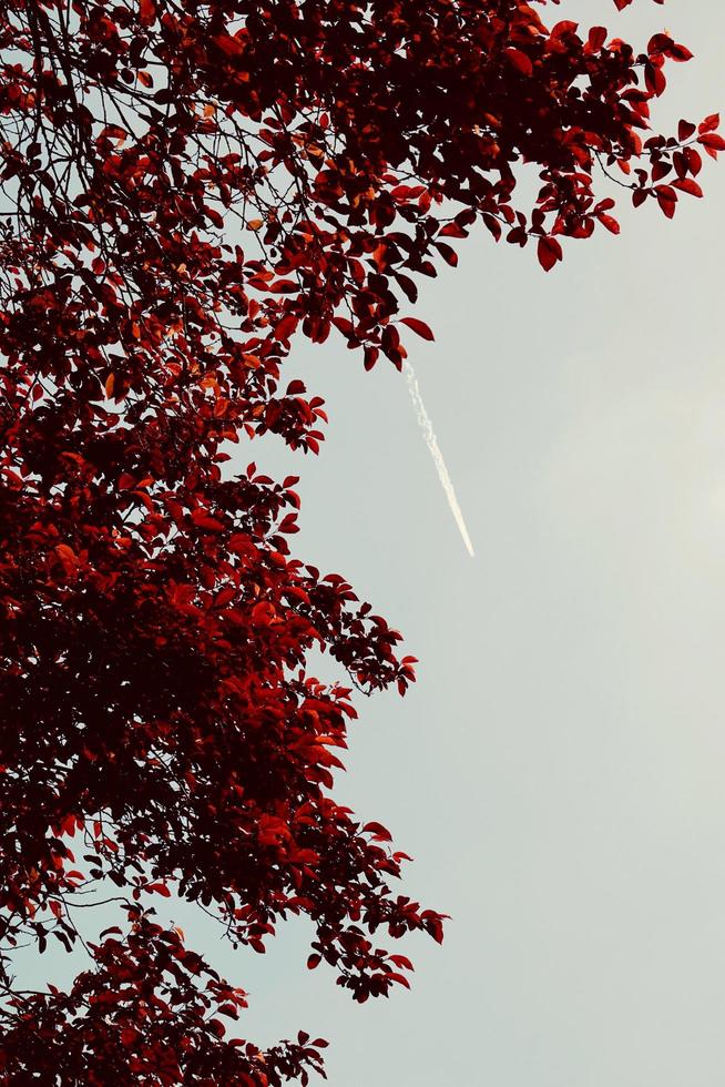 rode boombladeren in het herfstseizoen foto