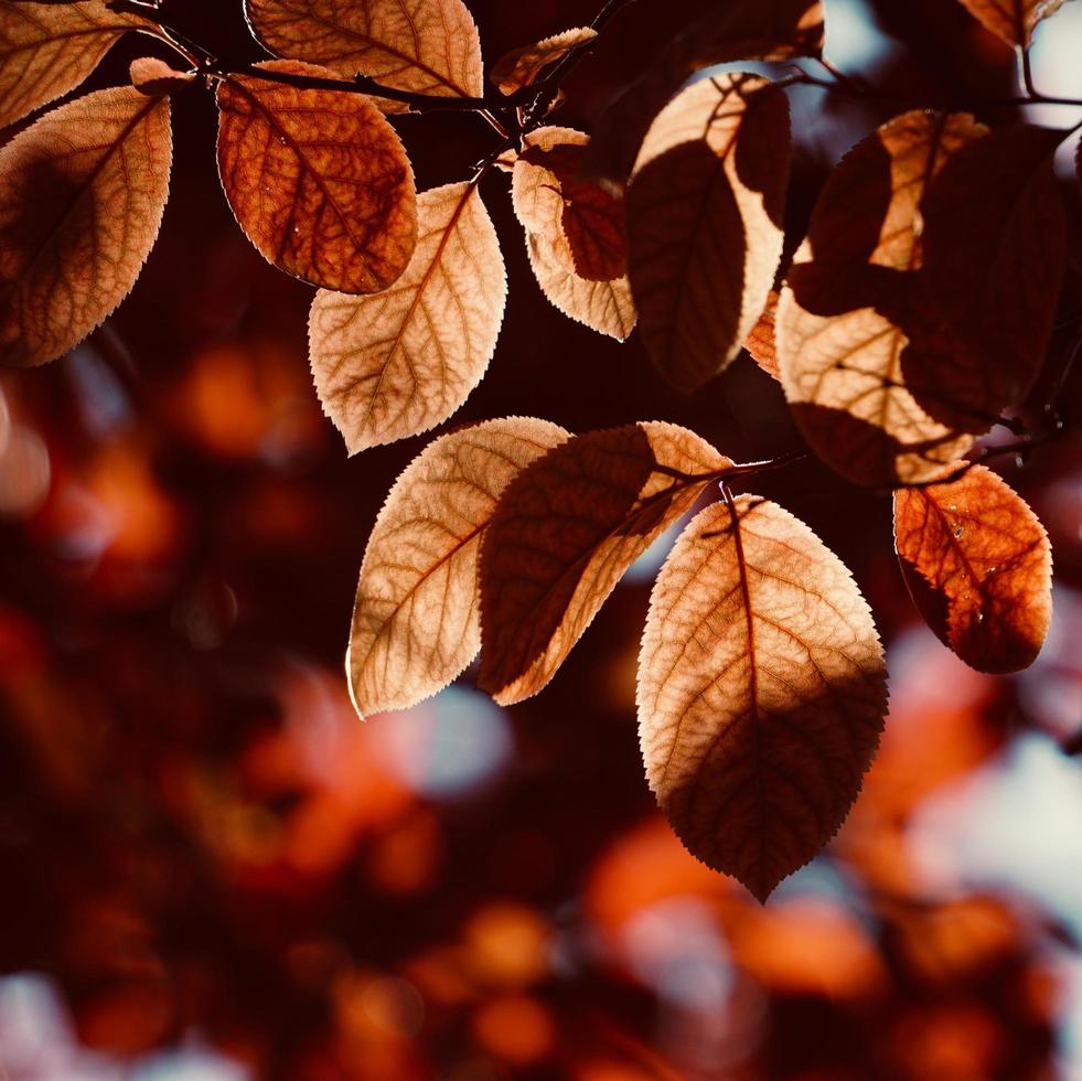 rode boombladeren in het herfstseizoen foto