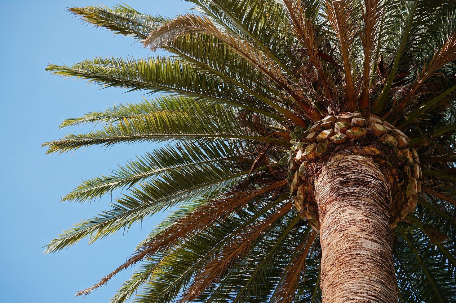 palmbomen en blauwe lucht in een tropisch klimaat foto