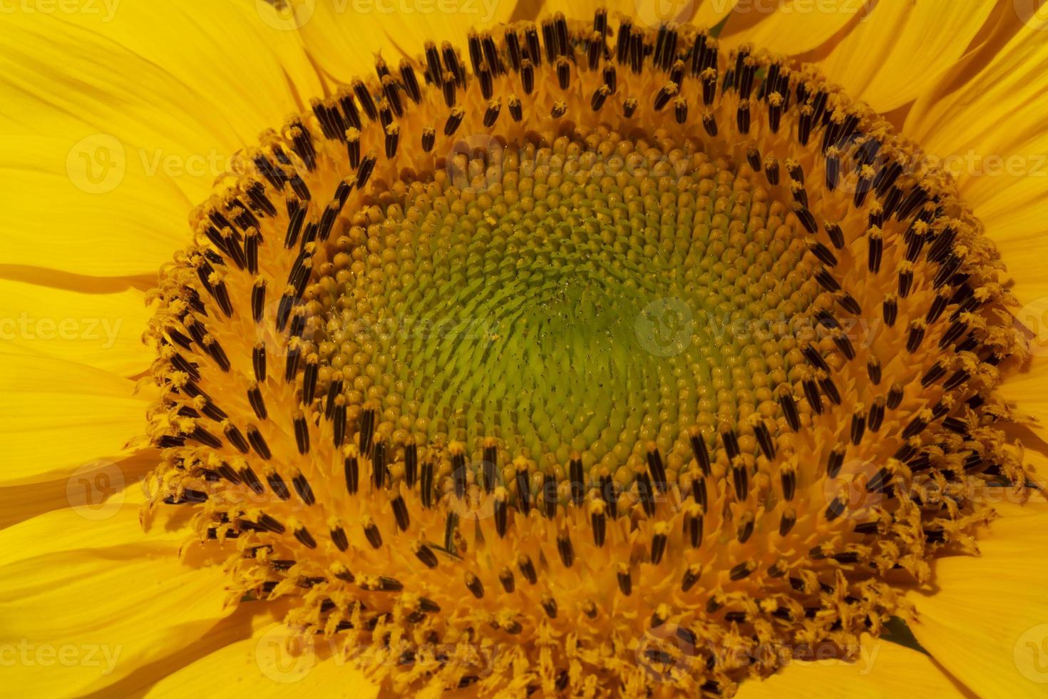 dichtbij omhoog van zonnebloem hoofd foto