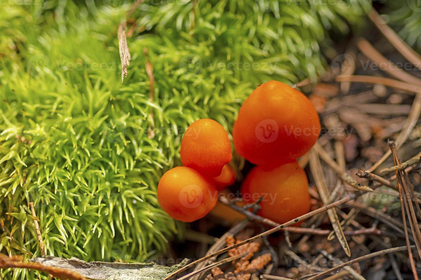 klein oranje champignons te midden van de mossen foto