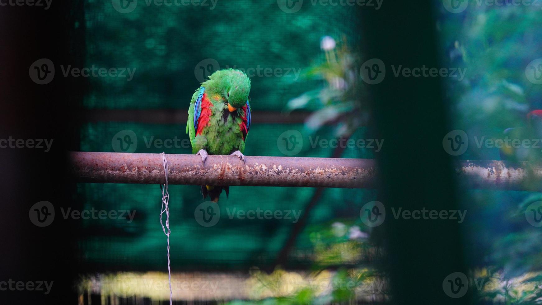 de scharlaken ara beeld hd foto