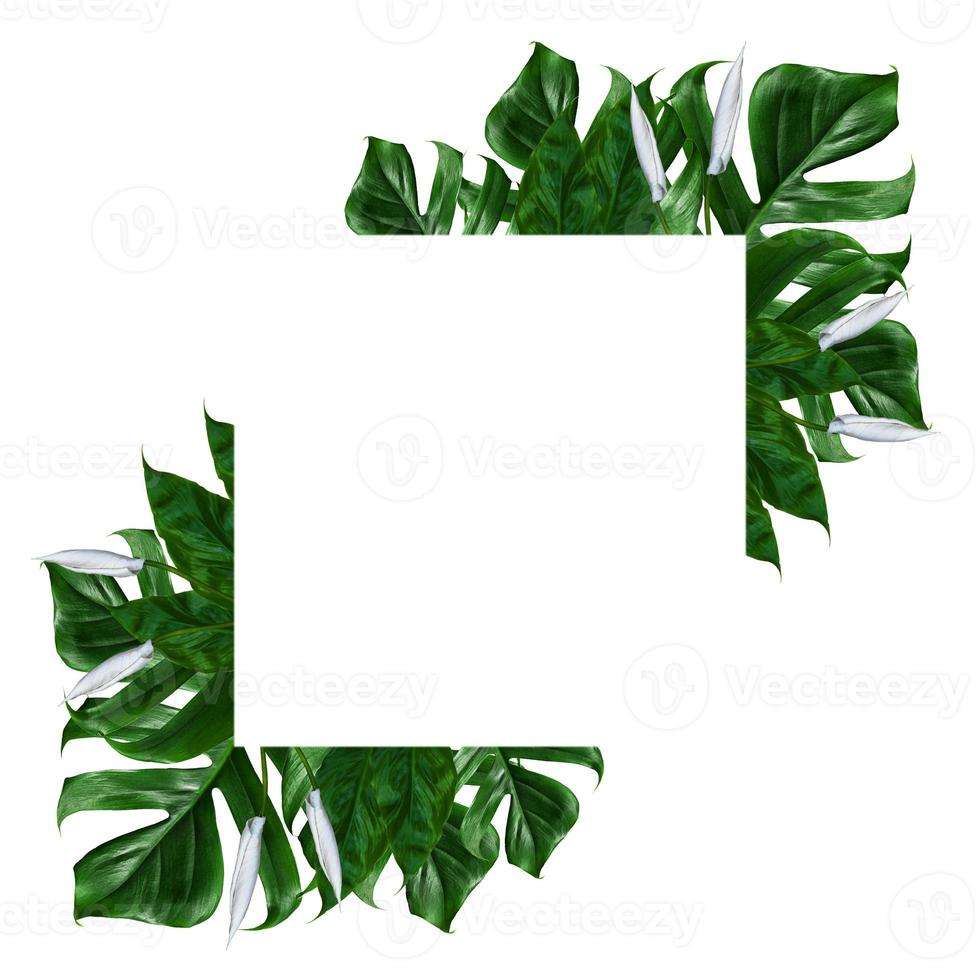 tropisch groen blad frame op een witte achtergrond foto