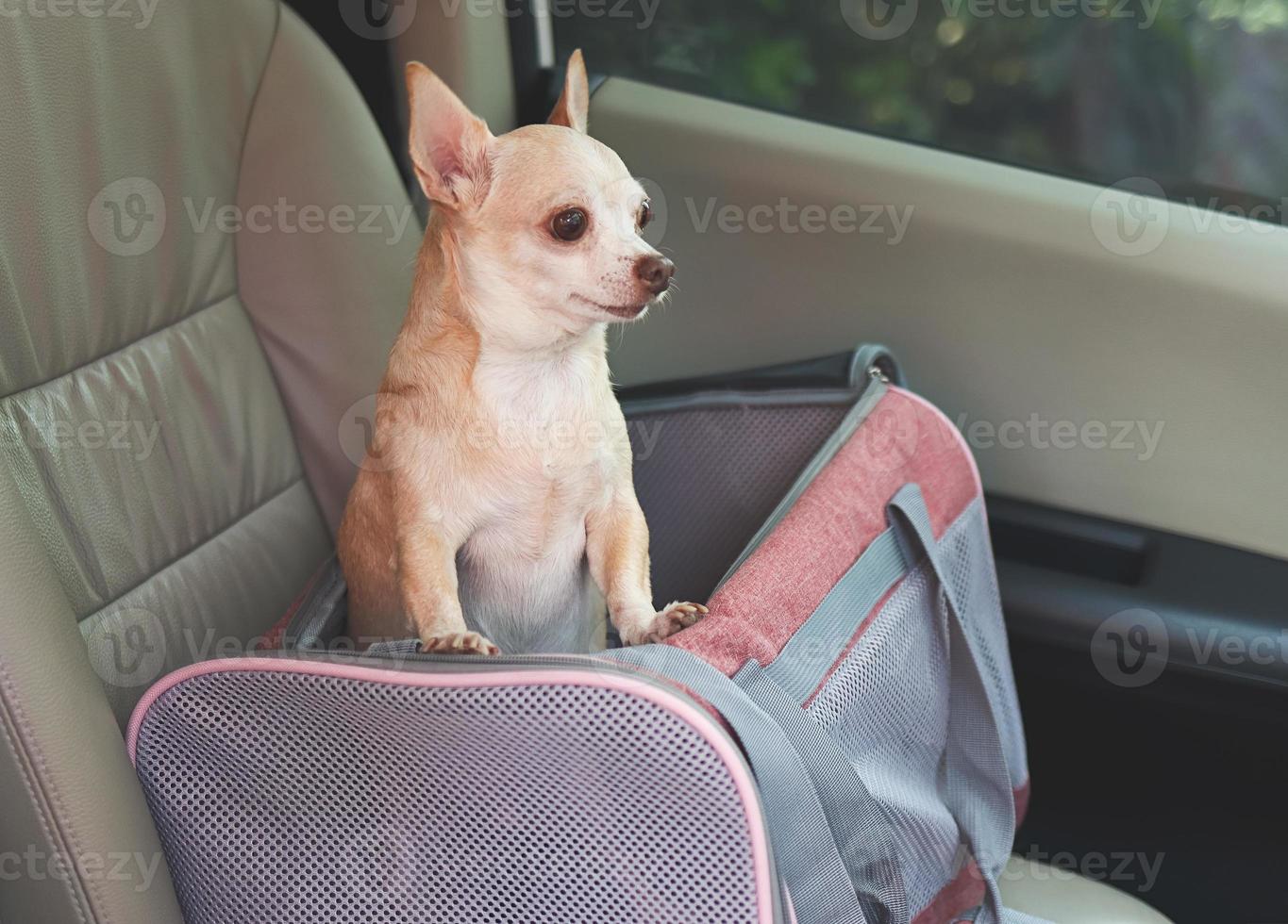 bruin chihuahua hond staand in reiziger huisdier vervoerder zak in auto stoel, op zoek buiten. veilig reizen met dieren. foto
