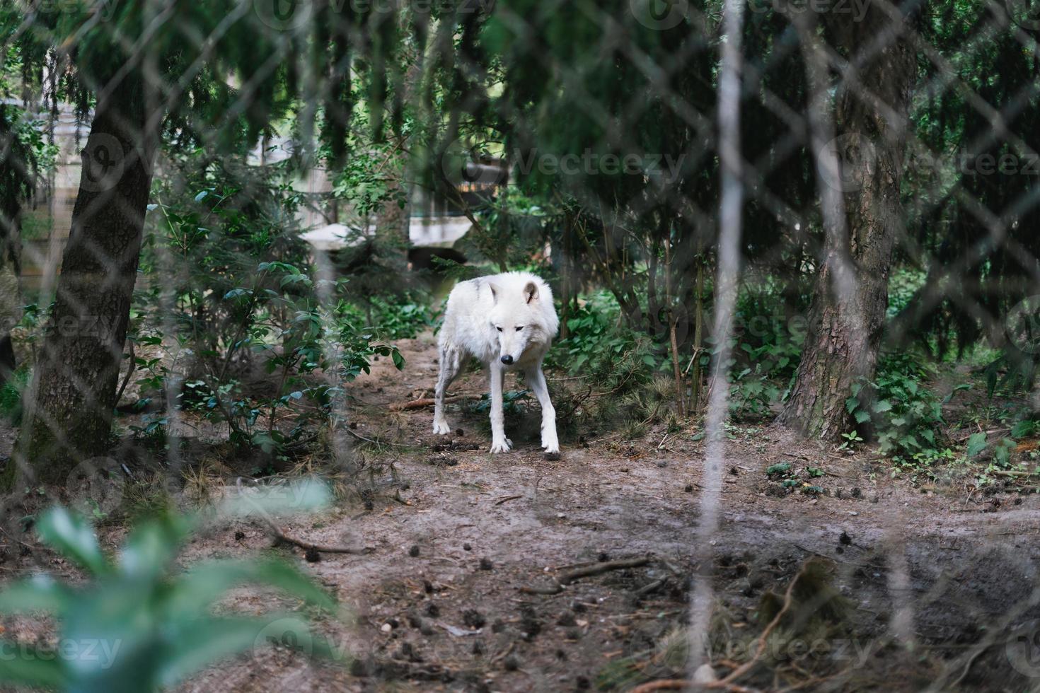 arctisch wolf, ook bekend net zo de wit wolf of polair wolf achter een hek foto