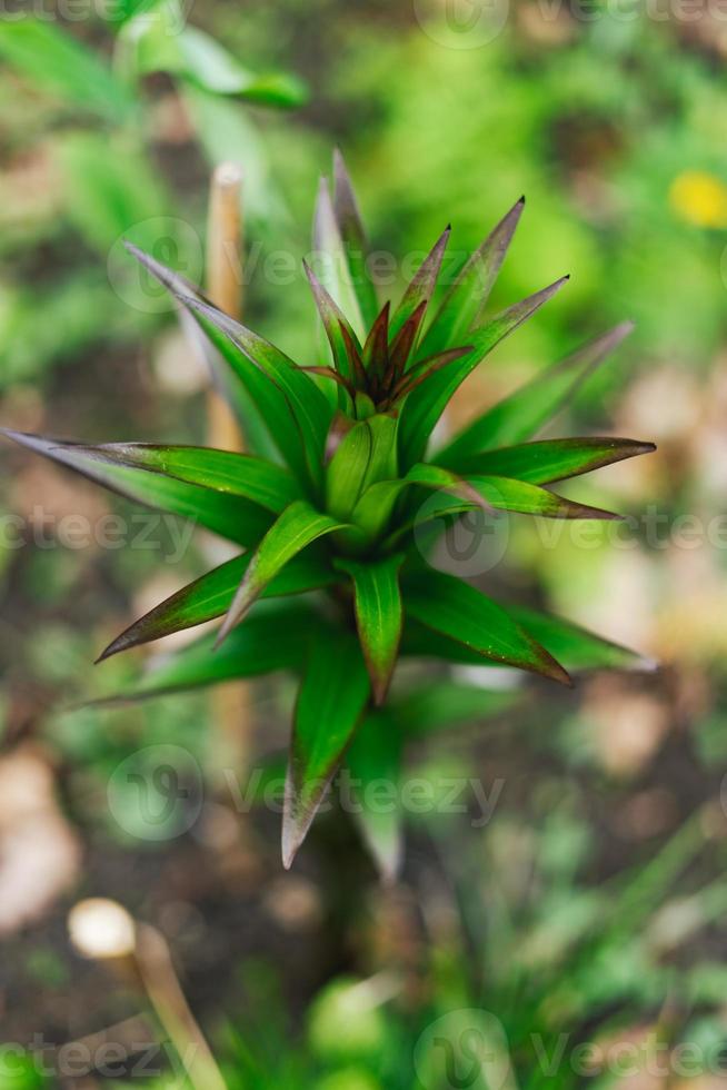 dracophyllum is een geslacht van planten behoren naar de familie ericaceae foto