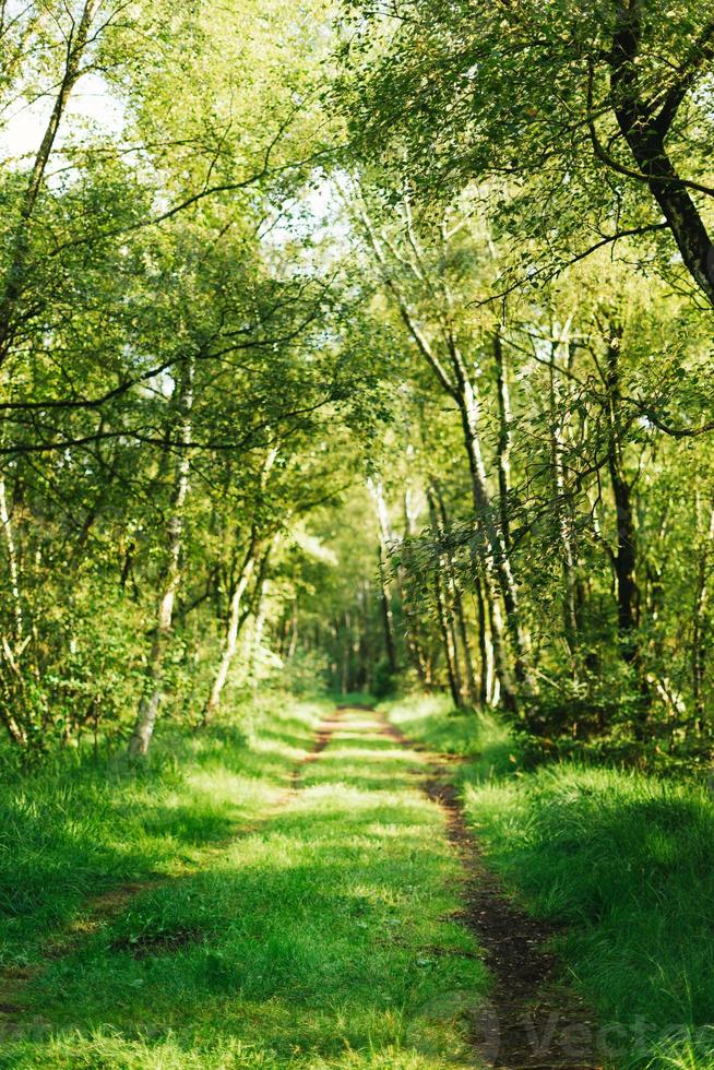 mooi en verfrissend Forrest Aan een zonnig voorjaar dag in Duitsland foto