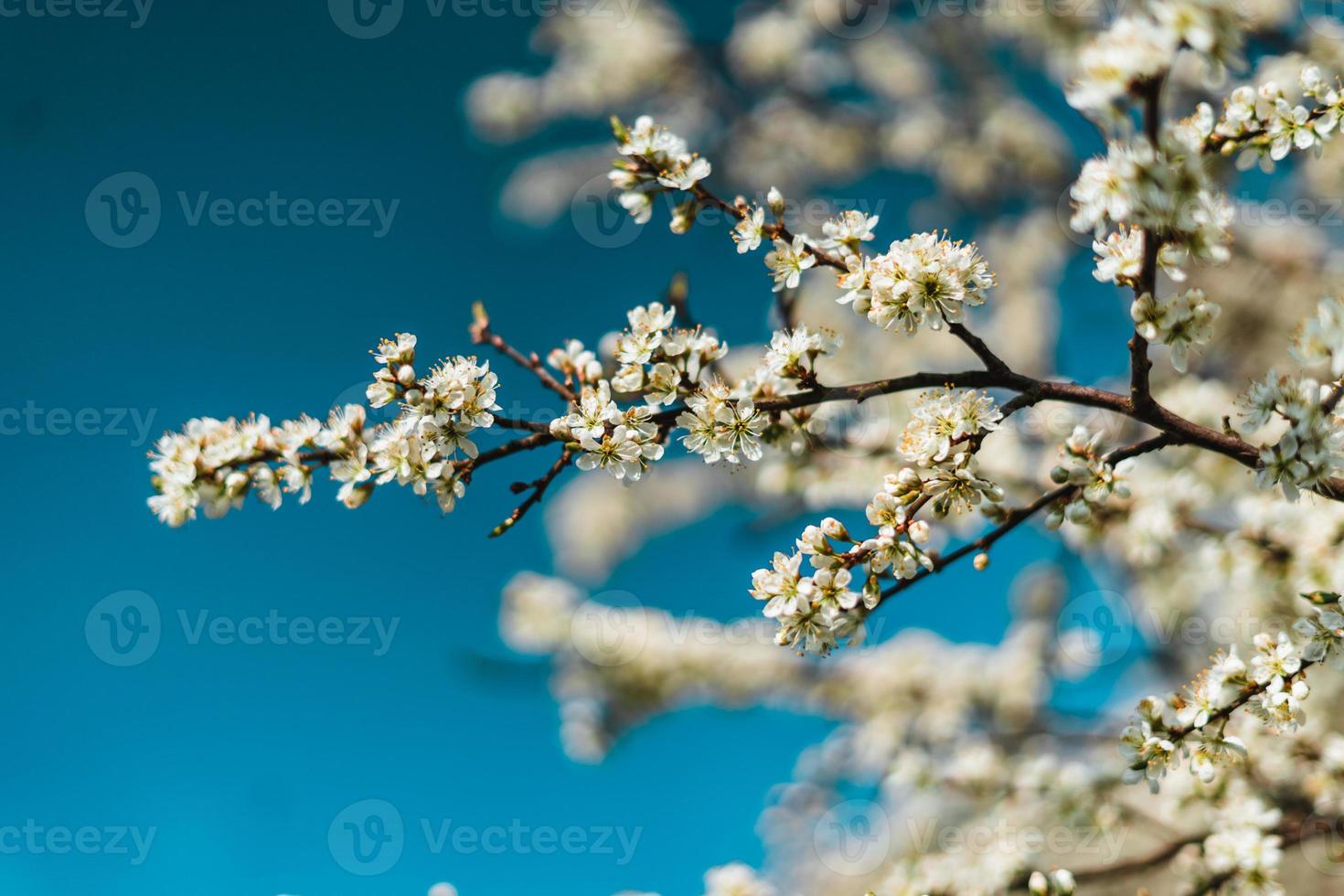 kers bloesems in voorjaar achtergrond foto