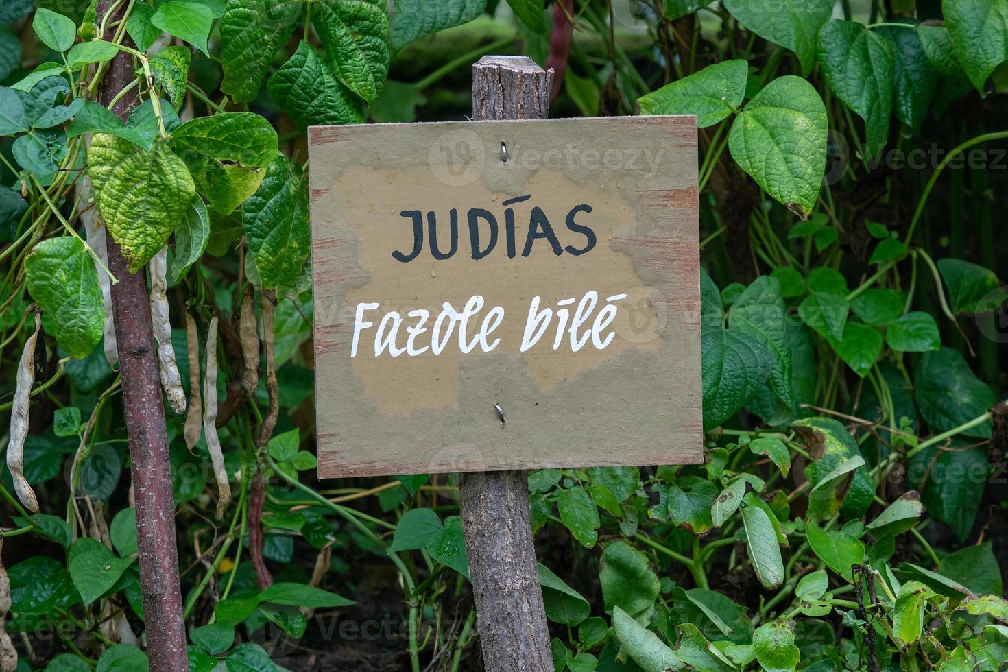 opschrift in Spaans en Tsjechisch Aan houten bord in de tuin. informatie teken en opschrift wit bonen. groente tuin. foto