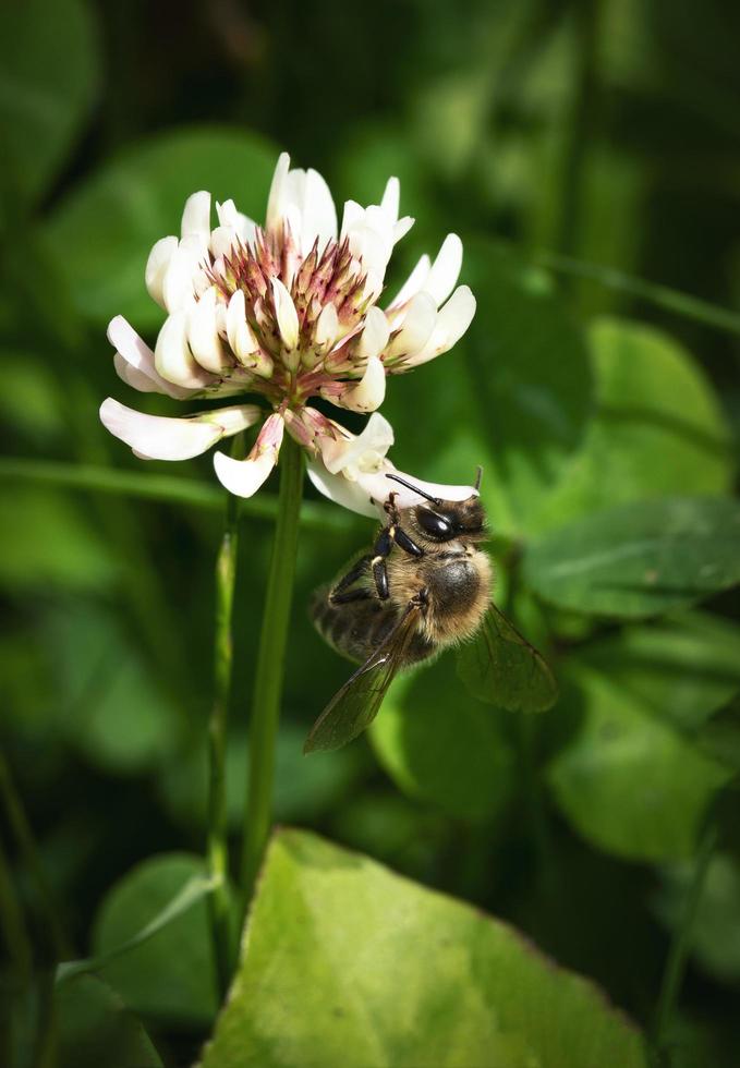 honingbij op een witte klaverbloem foto