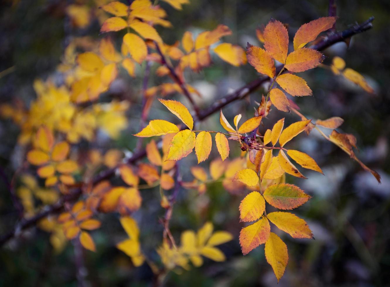 gele herfstbladeren foto
