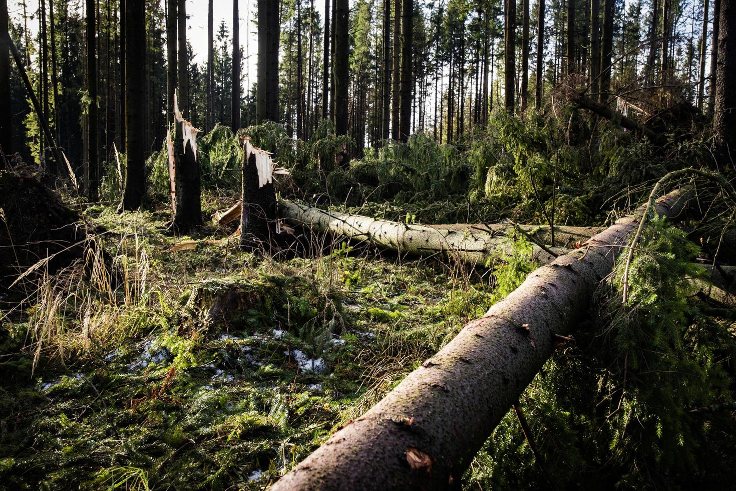 omgevallen bomen in het bos foto