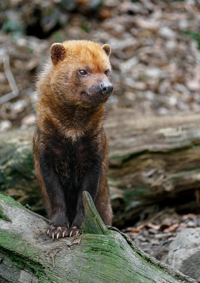 portret van bush dog foto