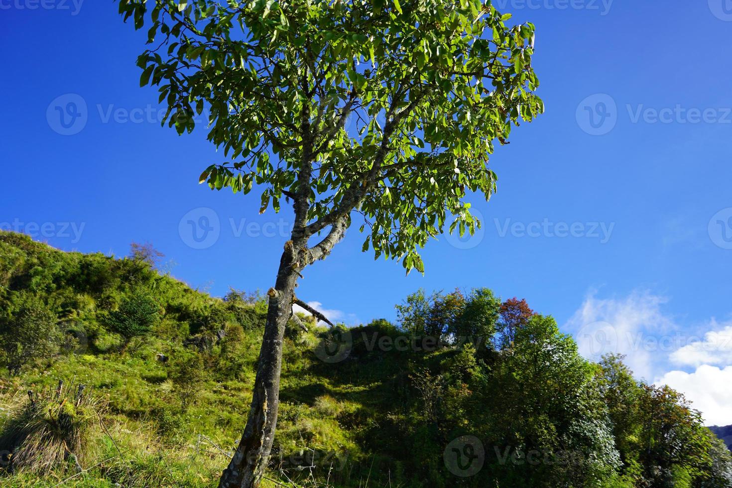 single groen boom in berg van zijde route, sikkim foto