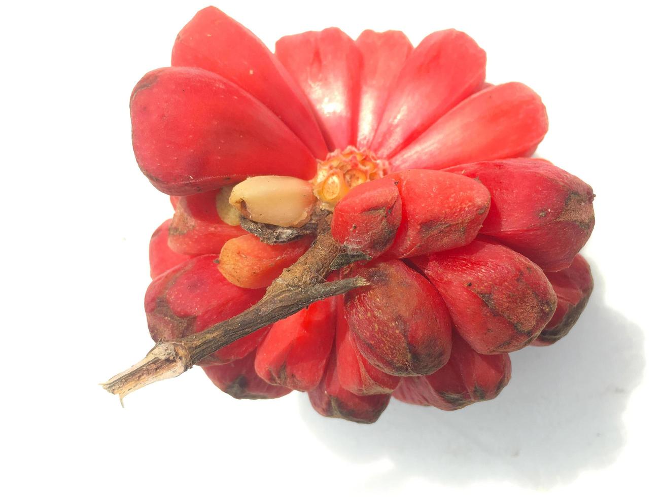 de rood kadsura coccinea is een wild BES. schisandraceae meest vaak gevonden in de hooglanden in de noorden. verkoudheid illustratie Aan wit achtergrond foto