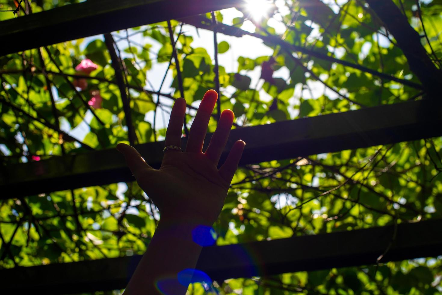 zon straal met gloed onder de schaduw van bomen en hand. foto