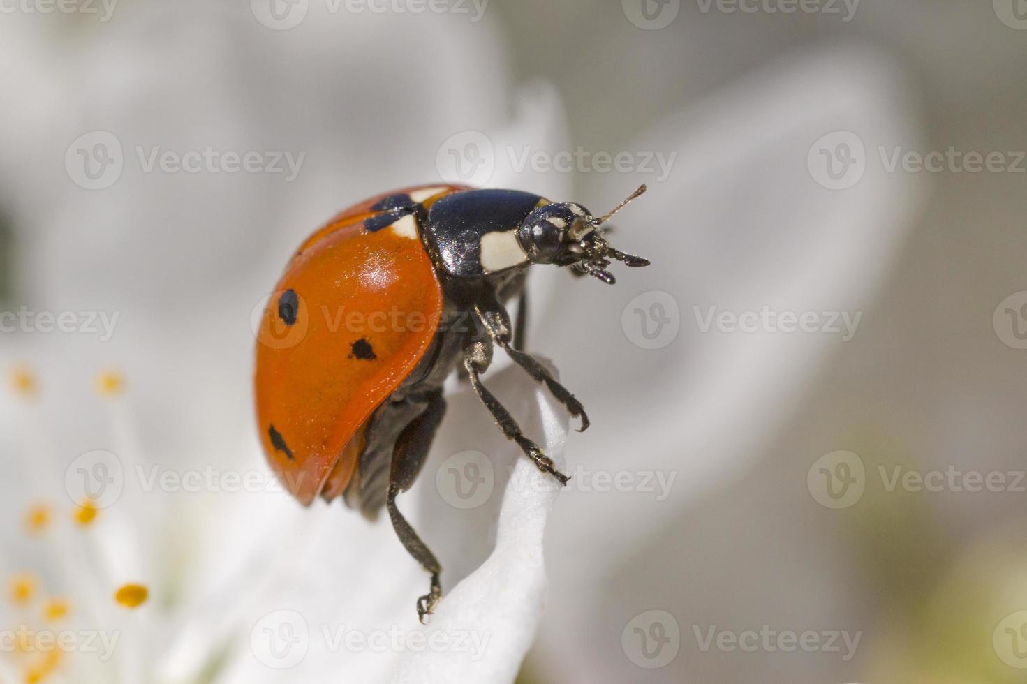 dichtbij omhoog van lieveheersbeestje zittend Aan wit bloesem foto