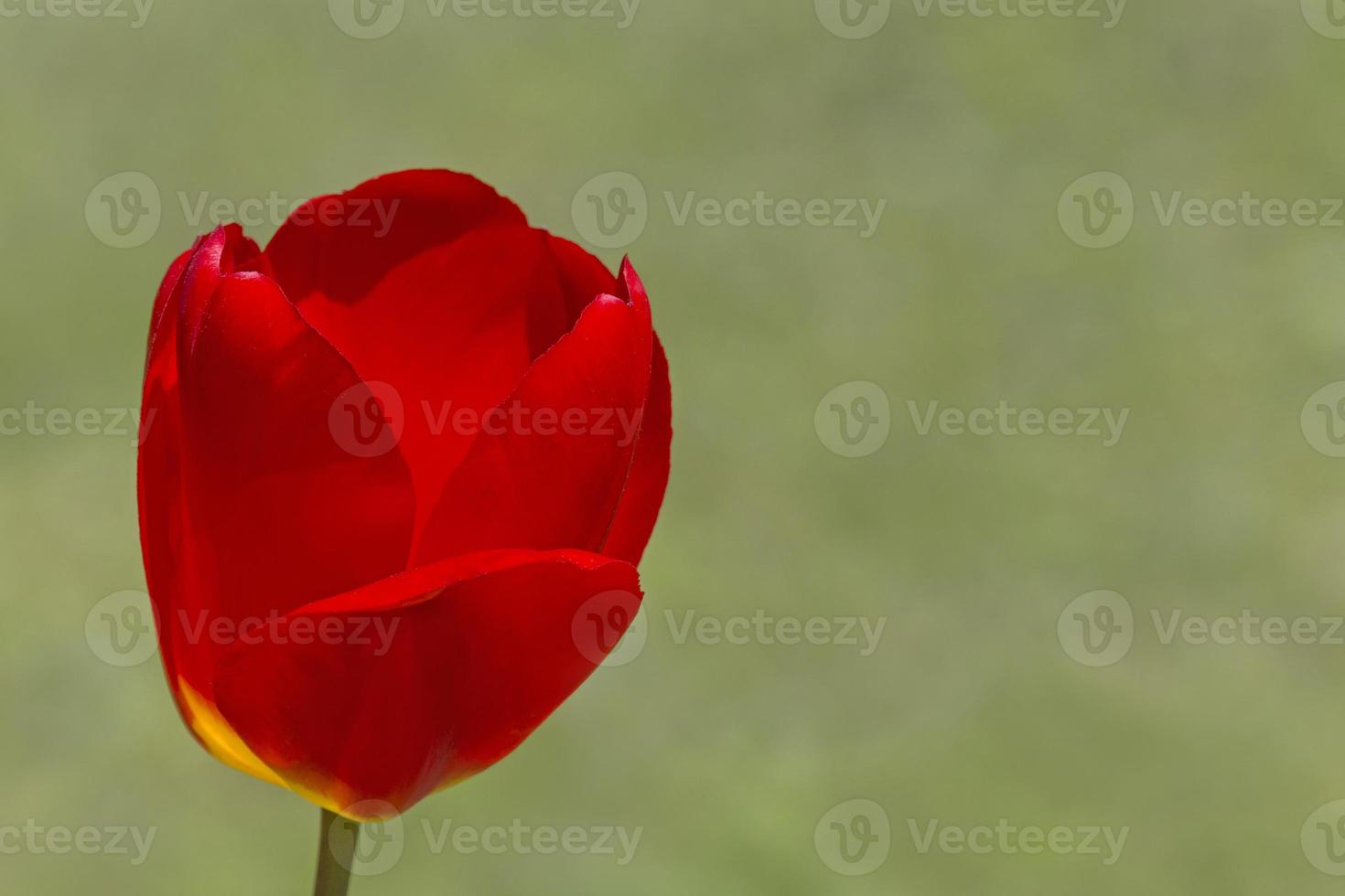 dichtbij omhoog van rood tulp tegen groen achtergrond foto