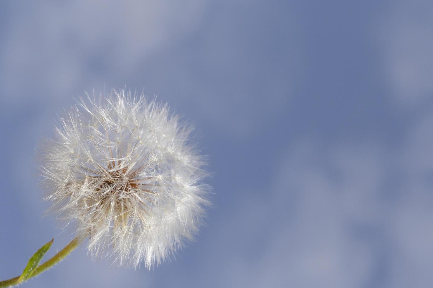 dichtbij omhoog van paardebloem bloem tegen blauw lucht foto