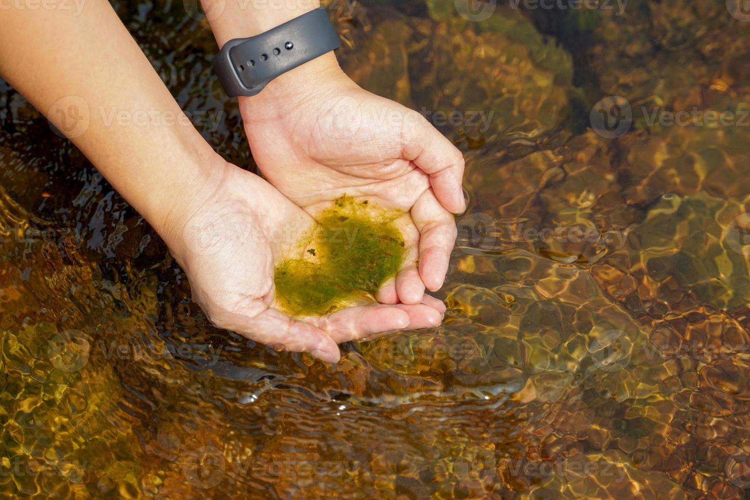 beide handen opgeheven omhoog de spirogyra in de stroom, drijvend in hun handpalmen.zacht en selectief focus. foto