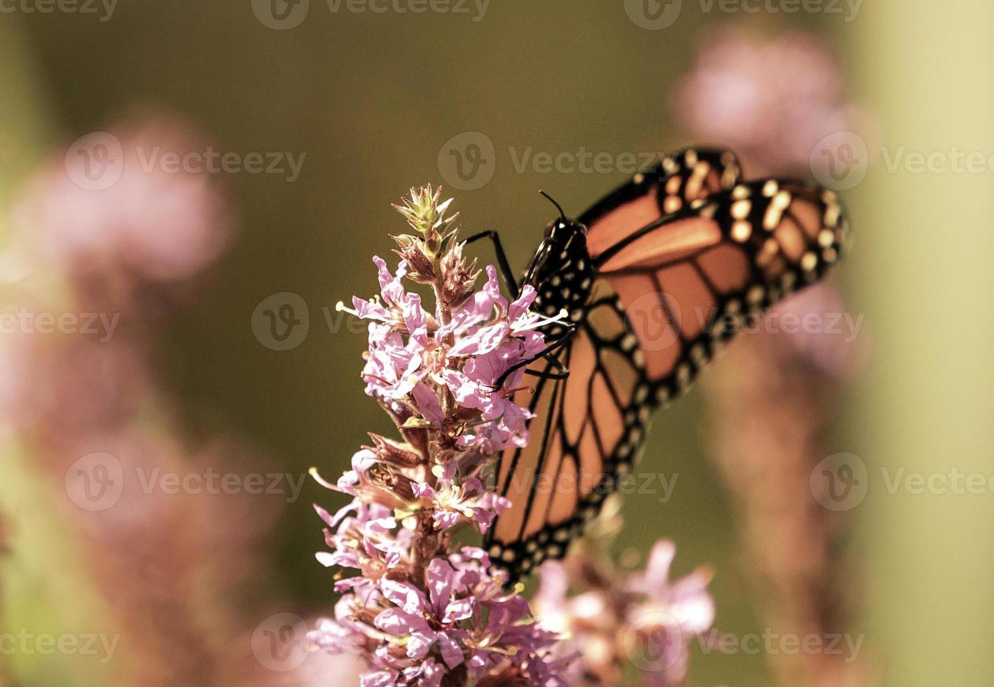 een neergestreken monarch vlinder Aan een bloem in een Ontario tuin. foto