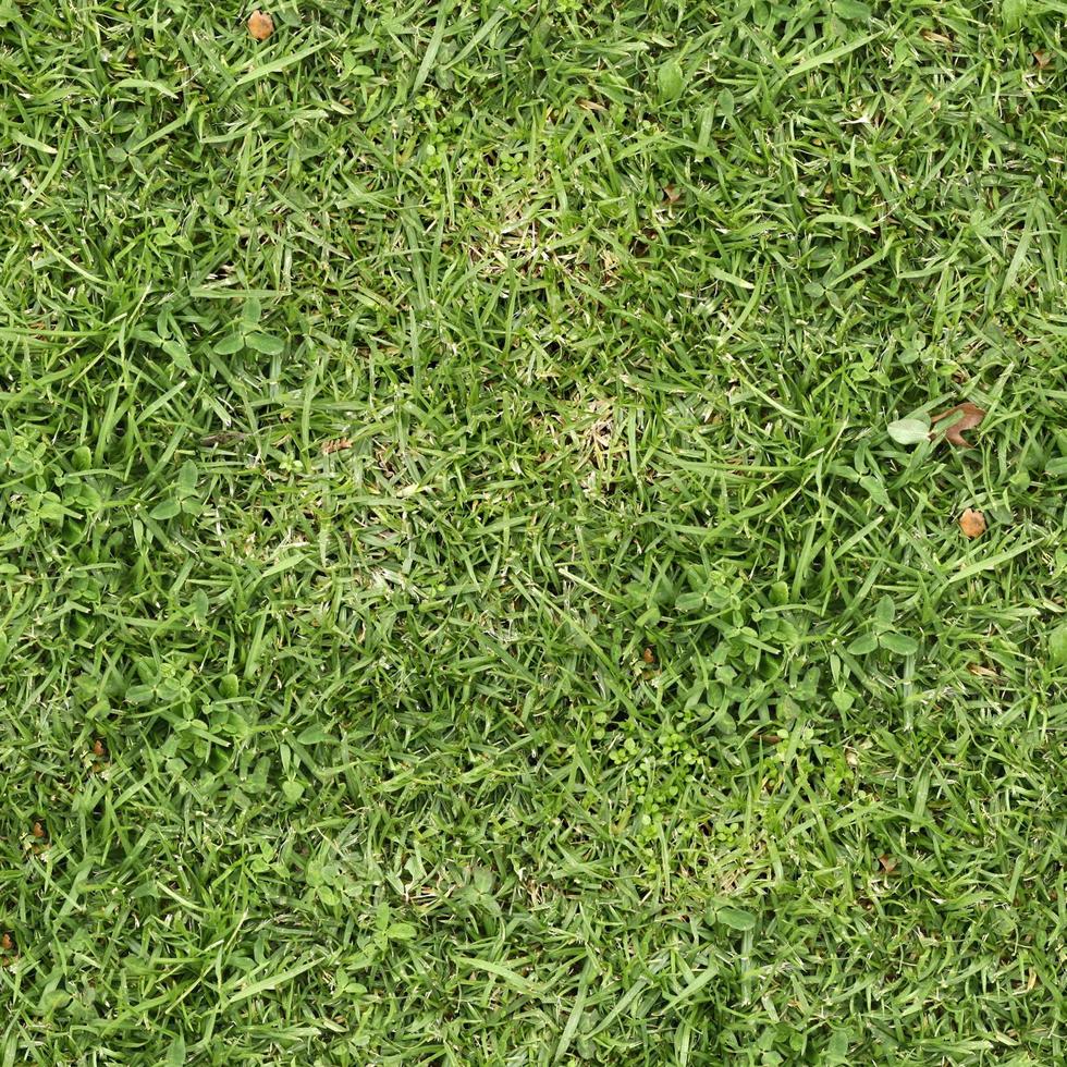 groen gras structuur kan worden gebruik net zo achtergrond foto